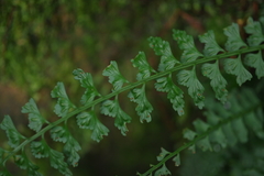 Asplenium gueinzianum (Asplenium gueinzianum)