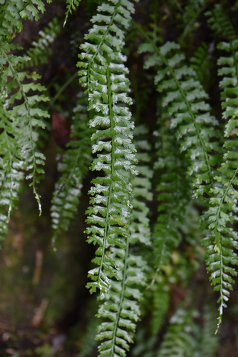 Asplenium gueinzianum (Asplenium gueinzianum)