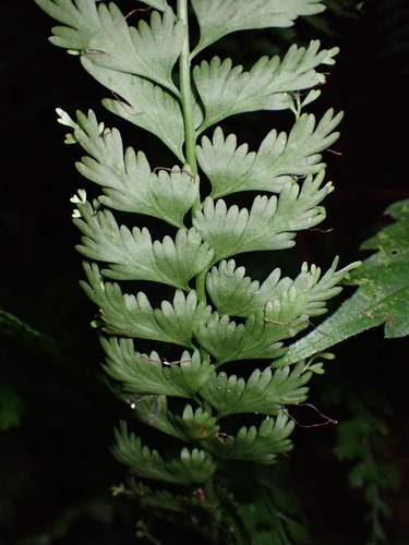 Asplenium gueinzianum (Asplenium gueinzianum)