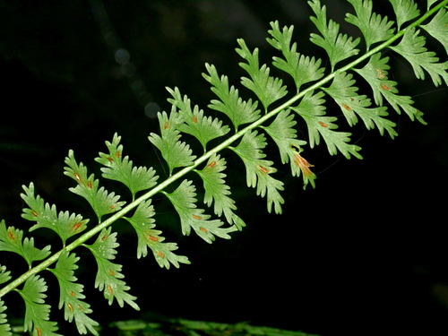 Asplenium gueinzianum (Asplenium gueinzianum)