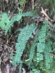Asplenium gueinzianum (Asplenium gueinzianum)