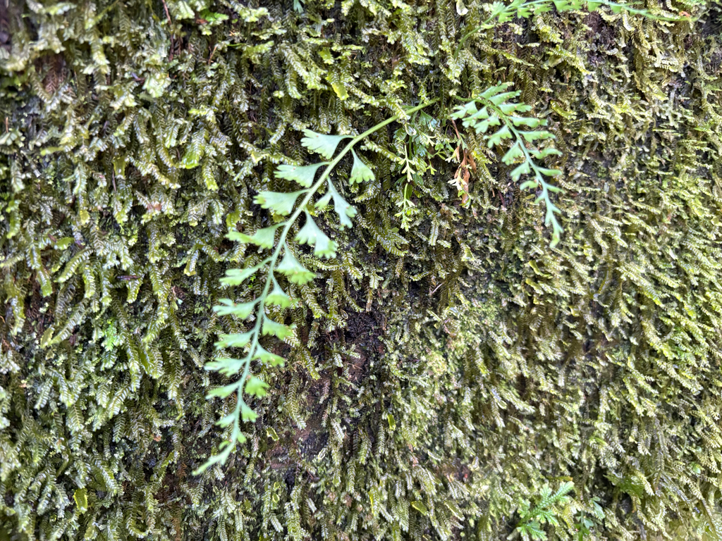 Asplenium gueinzianum (Asplenium gueinzianum)