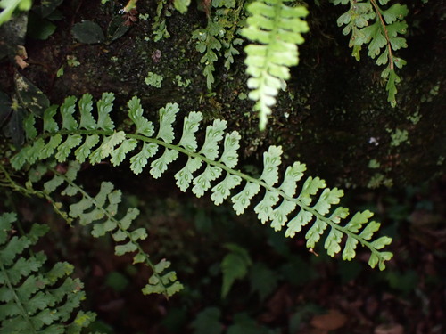 Asplenium gueinzianum (Asplenium gueinzianum)