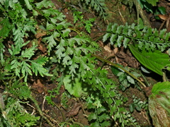 Asplenium gueinzianum (Asplenium gueinzianum)