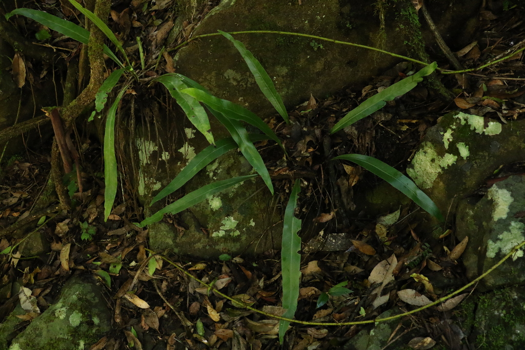 Asplenium harmanii (Asplenium harmanii)