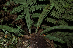 Asplenium harmanii (Asplenium harmanii)