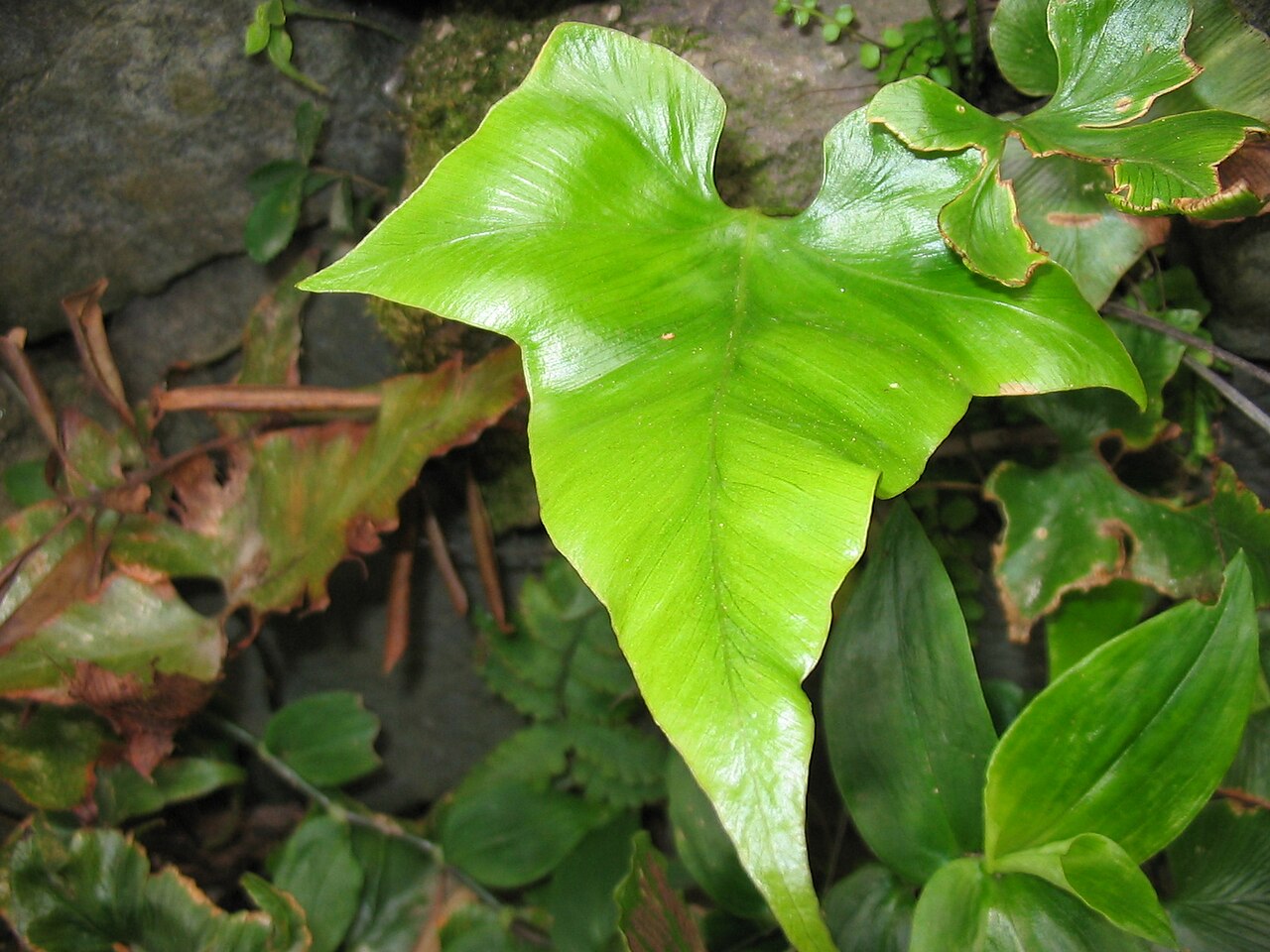 Asplenium hemionitis: Asplenium hemionitis - Habitus