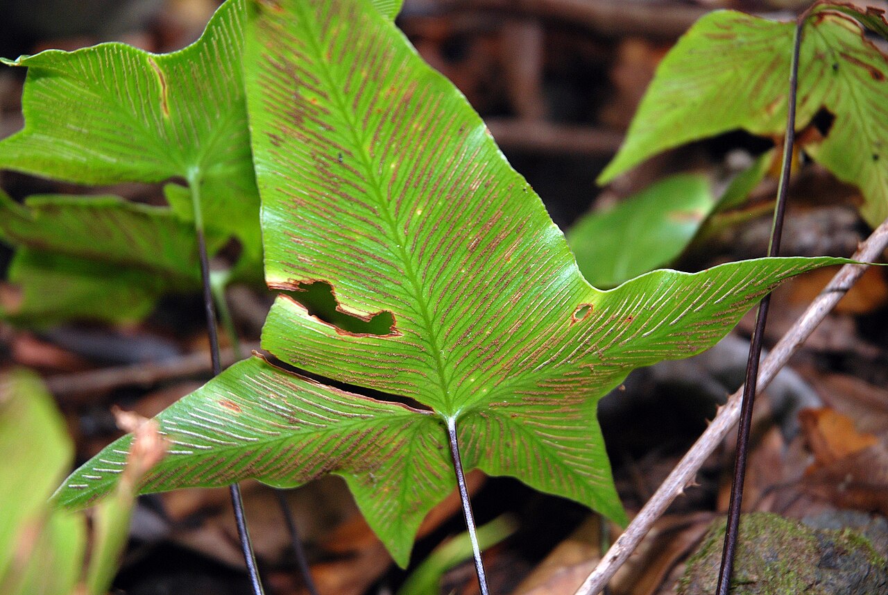 Asplenium hemionitis: 'Asplenium hemionitis , Cubo de la Galga, La Palma, Spain