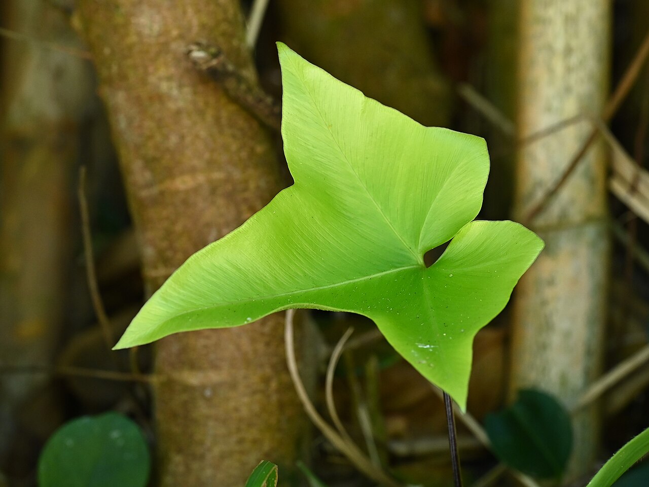 Asplenium hemionitis: Asplenium hemionitis at Farol do Arnel on Sao Miguel, Azores