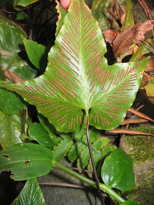 Asplenium hemionitis: Asplenium hemionitis - Sori
