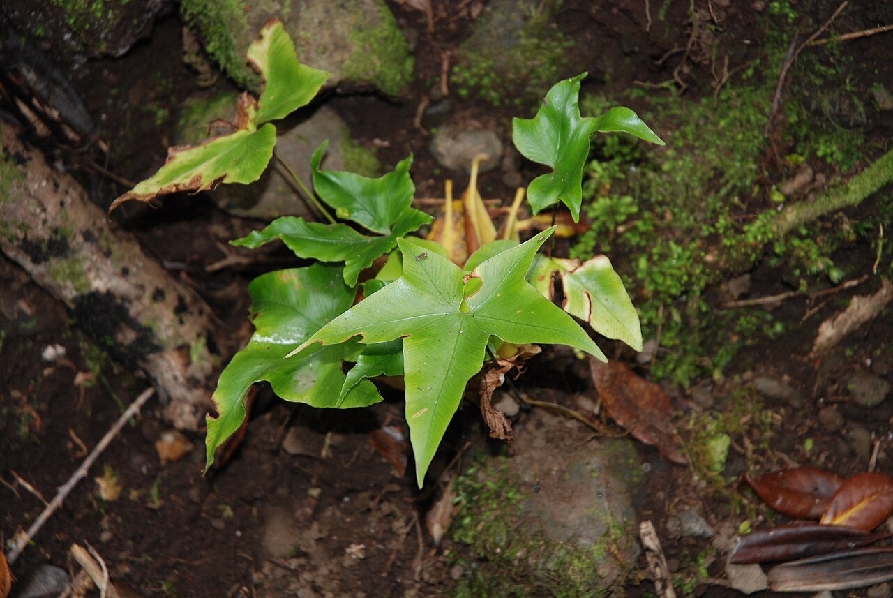 Asplenium hemionitis: Asplenium hemionitis , Cubo de la Galga, La Palma, Spain