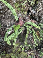 Bicolored spleenwort (Asplenium heterochroum)