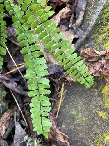 Bicolored spleenwort (Asplenium heterochroum)