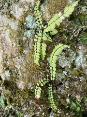 Bicolored spleenwort (Asplenium heterochroum)