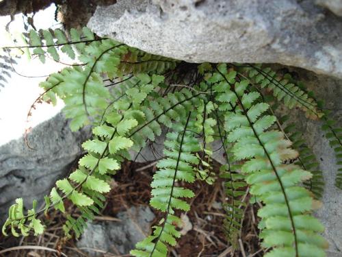 Bicolored spleenwort (Asplenium heterochroum)
