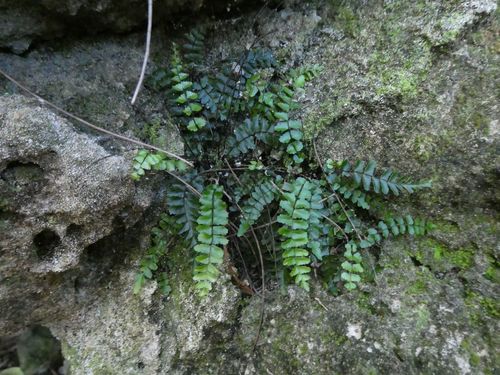 Bicolored spleenwort (Asplenium heterochroum)