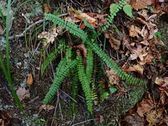 Bicolored spleenwort (Asplenium heterochroum)