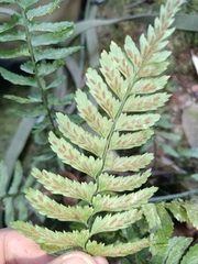 Asplenium hostmannii (Asplenium hostmannii)