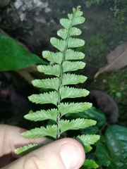 Asplenium hostmannii (Asplenium hostmannii)