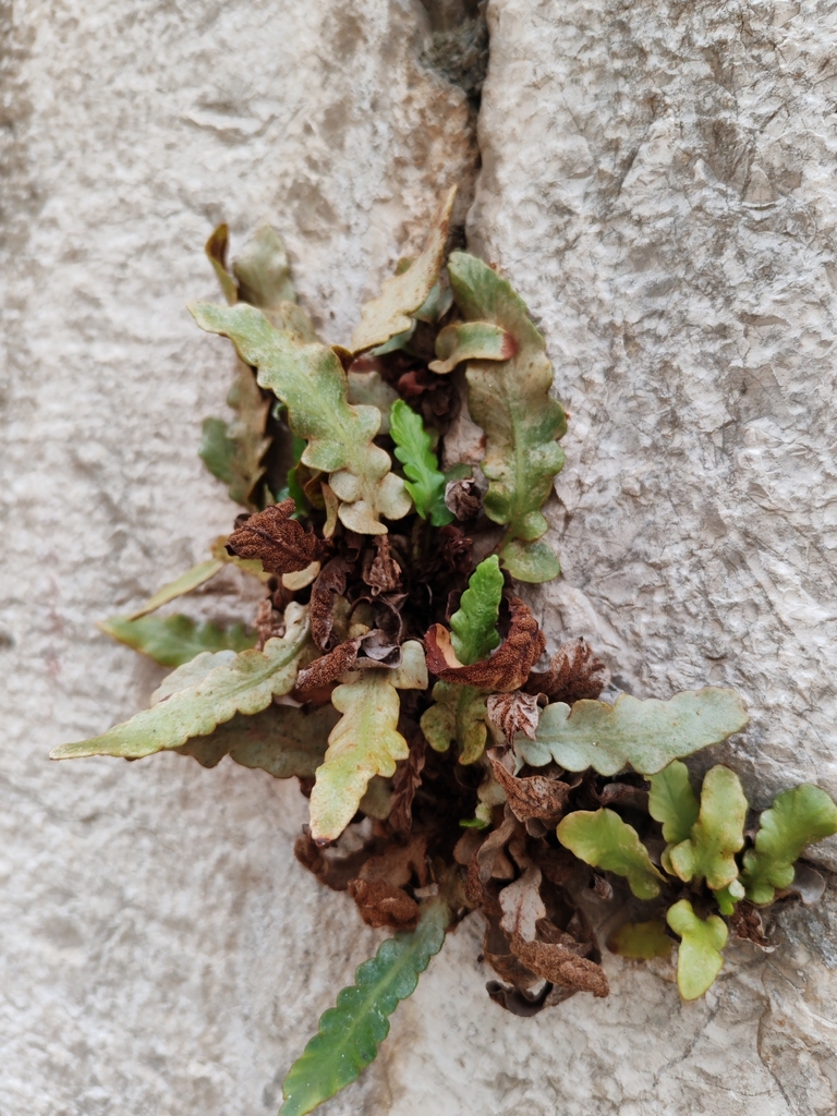 Asplenium hybridum (Asplenium hybridum)