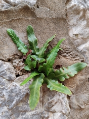 Asplenium hybridum (Asplenium hybridum)