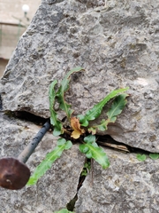 Asplenium hybridum (Asplenium hybridum)