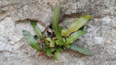 Asplenium hybridum (Asplenium hybridum)