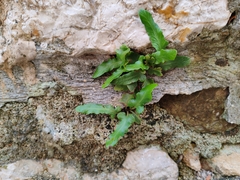 Asplenium hybridum (Asplenium hybridum)