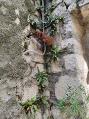 Asplenium hybridum (Asplenium hybridum)