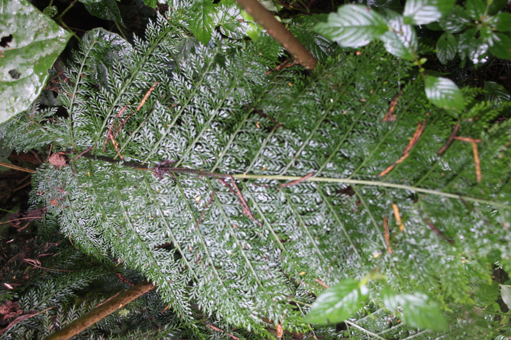 Asplenium hypomelas (Asplenium hypomelas)