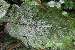 Asplenium hypomelas (Asplenium hypomelas)