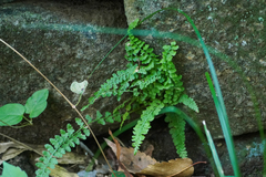 Asplenium incisum (Asplenium incisum)