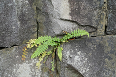 Asplenium incisum (Asplenium incisum)
