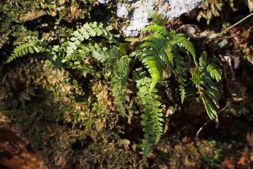 Asplenium incisum (Asplenium incisum)