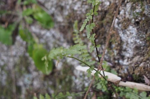 Asplenium incisum (Asplenium incisum)