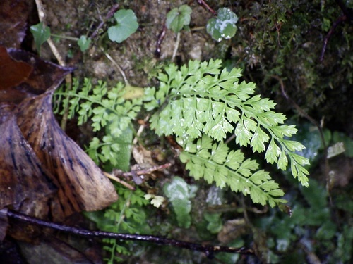 Asplenium incisum (Asplenium incisum)