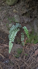 Asplenium incisum (Asplenium incisum)