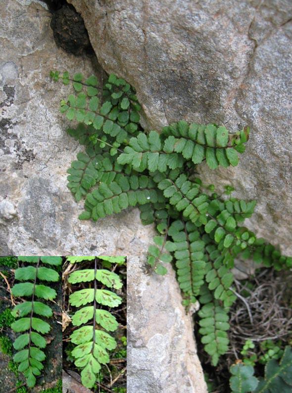 Asplenium inexpectans: Falguera Asplenium trichomanes ssp. inexpectans de Mallorca