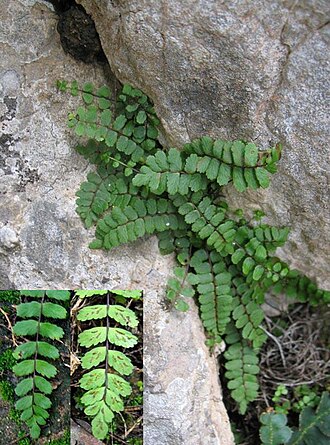 Asplenium inexpectans: Falguera Asplenium trichomanes ssp. inexpectans de Mallorca