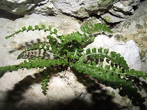 Verdon spleenwort: Asplenium jahandiezii octobre 2012 Var Gorges du Verdon