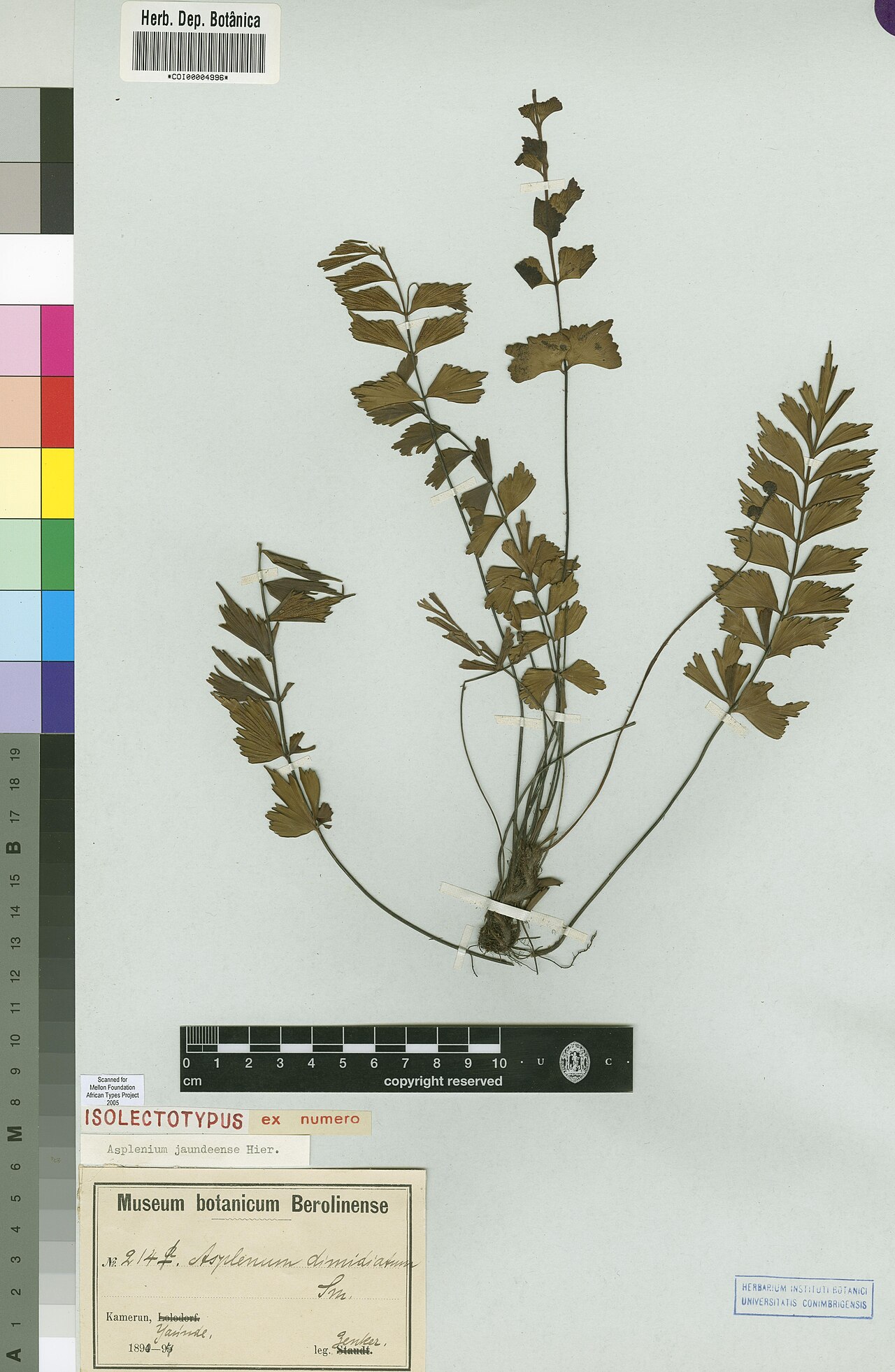 Asplenium jaundeense: Photograph of Isolectotype of Asplenium jaundeense at Herbarium of the University of Coimbra, Portugal (COI). Specimen COI00004996. http://coicatalogue.uc.pt/sp