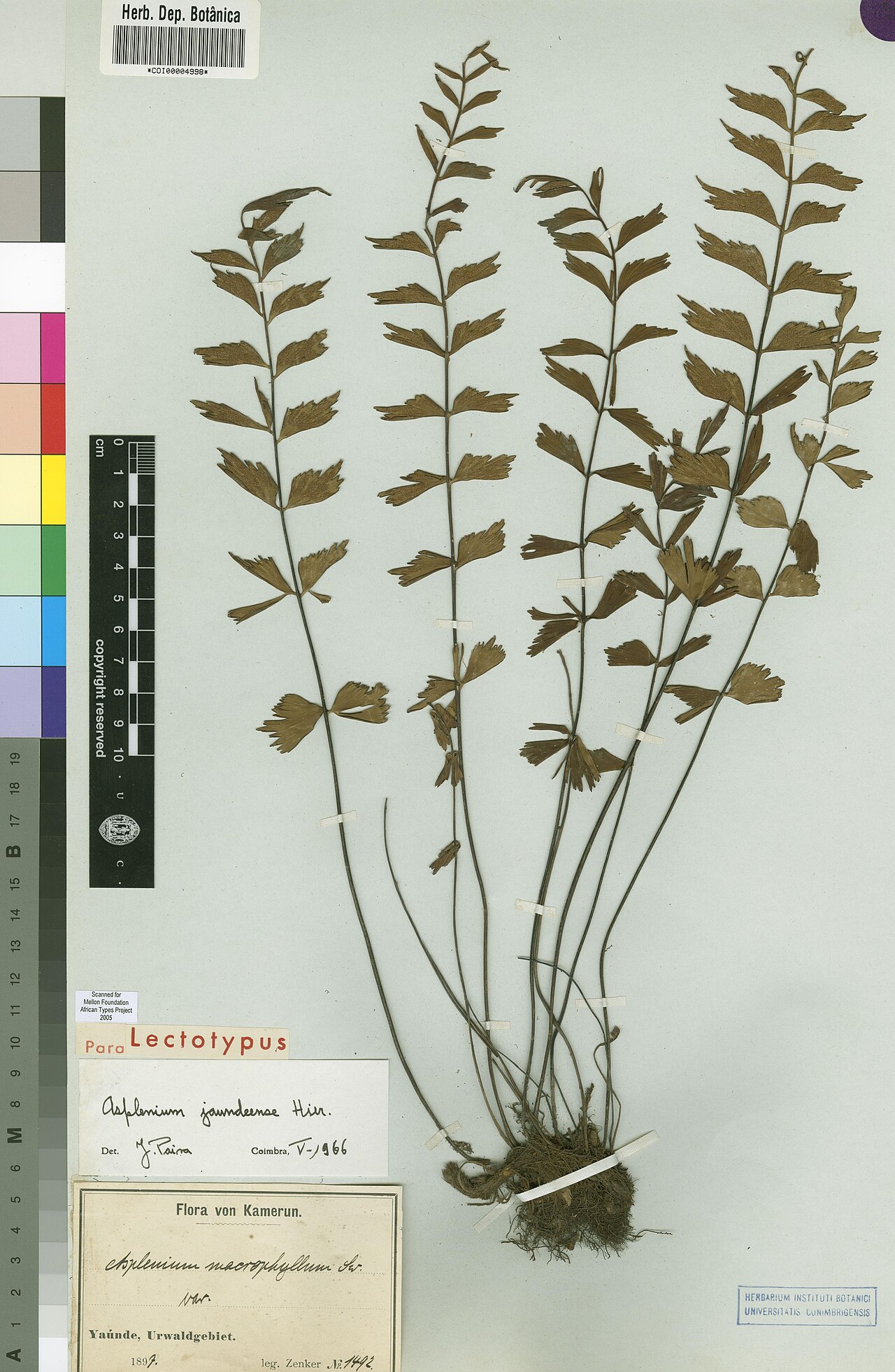 Asplenium jaundeense: Photograph of Lectotype of Asplenium jaundeense at Herbarium of the University of Coimbra, Portugal (COI). Specimen COI00004998. http://coicatalogue.uc.pt/speci