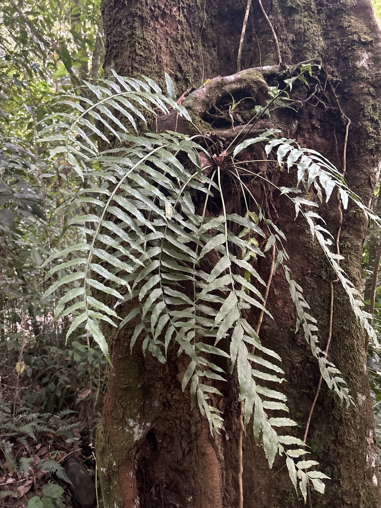 Walnut spleenwort (Asplenium juglandifolium)