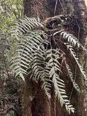 Walnut spleenwort (Asplenium juglandifolium)