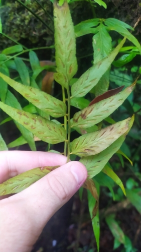 Walnut spleenwort (Asplenium juglandifolium)