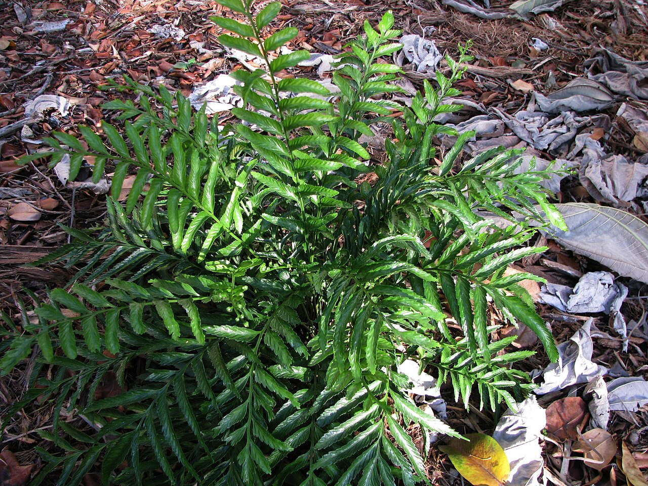 Kaulfuss' spleenwort: Kūau or Kaulfuss' spleenwort Aspleniaceae Endemic to the Hawaiian Islands Oʻahu