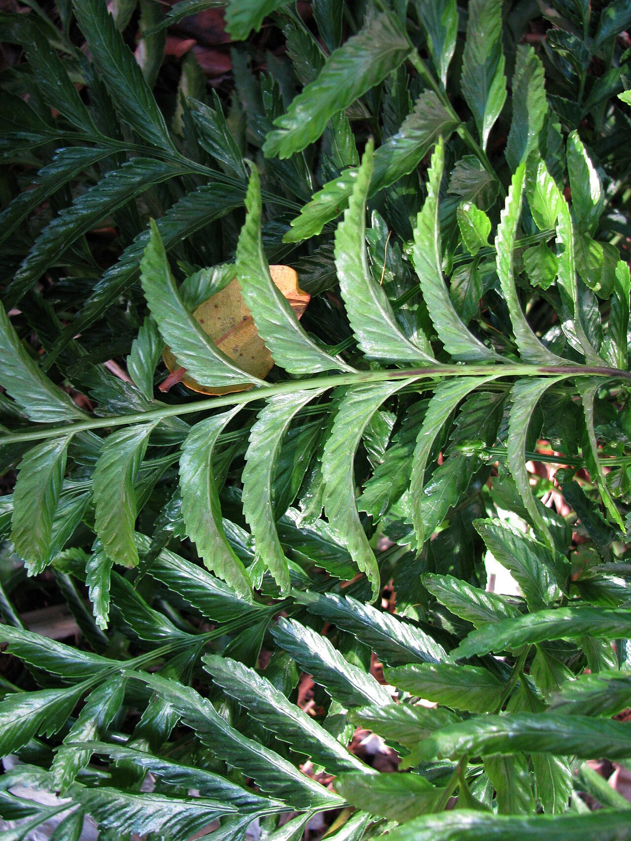 Kaulfuss' spleenwort: Kūau or Kaulfuss' spleenwort Aspleniaceae Endemic to the Hawaiian Islands Oʻahu