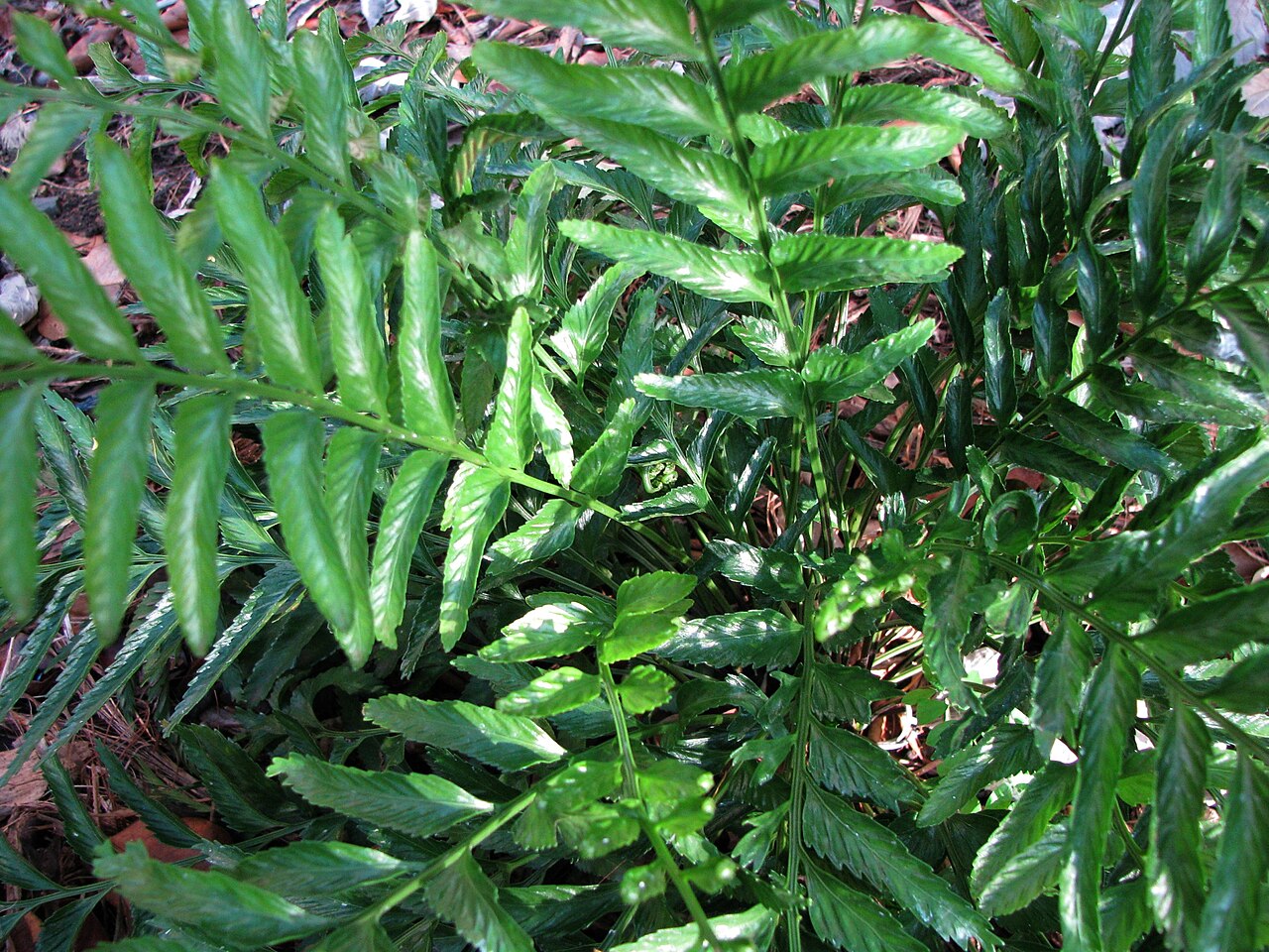 Kaulfuss' spleenwort: Kūau or Kaulfuss' spleenwort Aspleniaceae Endemic to the Hawaiian Islands Oʻahu