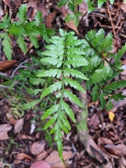 Asplenium lamprophyllum (Asplenium lamprophyllum)