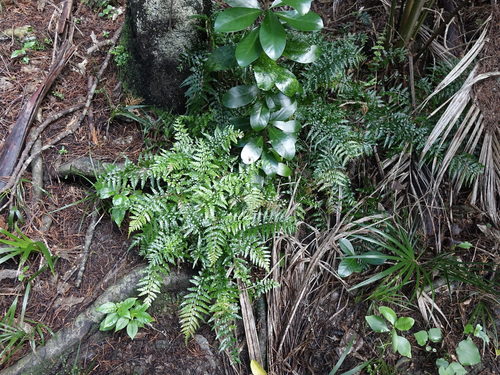 Asplenium lamprophyllum (Asplenium lamprophyllum)